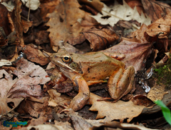 Rana pseudodalmatina