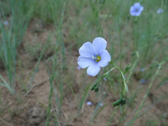 Linum perenne
