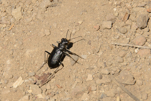Prairie Long-lipped Tiger Beetle photo 4
