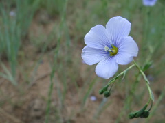 Linum perenne