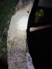 Polypedates maculatus