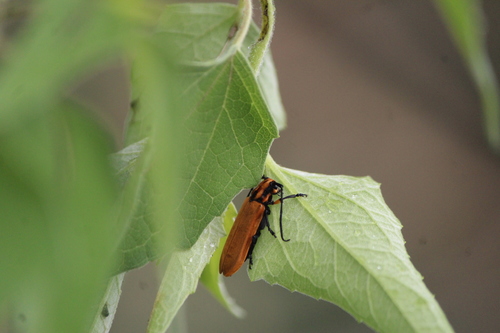 Pannychis sericea