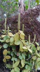 Peperomia tetraphylla image