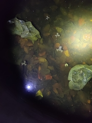 Euphlyctis cyanophlyctis