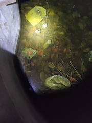 Euphlyctis cyanophlyctis