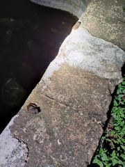 Polypedates maculatus