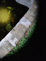 Polypedates maculatus