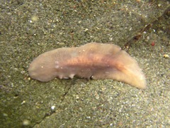 Kaburakia excelsa