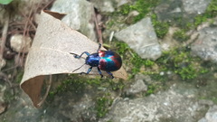 Platycorynus undatus