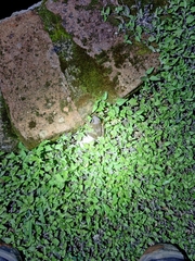 Polypedates maculatus