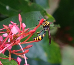 Pareumenes quadrispinosus acutus
