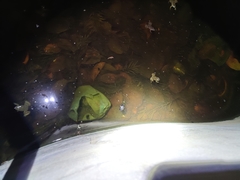 Euphlyctis cyanophlyctis