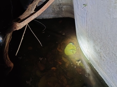 Euphlyctis cyanophlyctis