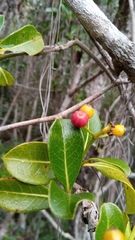 Psychotria isalensis image