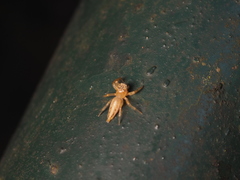 Telamonia caprina