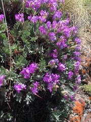 Oxytropis tragacanthoides