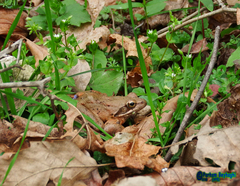 Rana pseudodalmatina