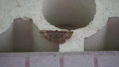 Entomogramma fautrix