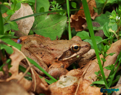 Rana pseudodalmatina