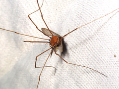 Leiobunum euserratipalpe