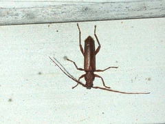 Haplidus testaceus