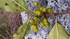 Vanguerieae