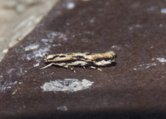 Melanocinclis lineigera