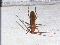 Haplidus testaceus
