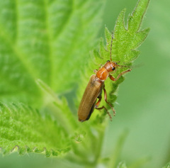 Cantharis pallida