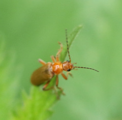 Cantharis pallida