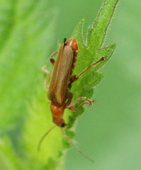 Cantharis pallida