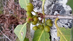 Vanguerieae