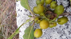Vanguerieae