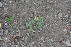 Medicago arabica