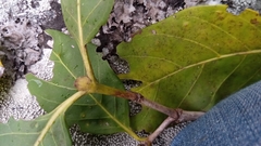 Vanguerieae