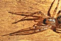 Ticopa