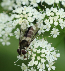 Leucozona laternaria
