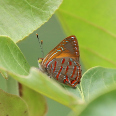 Hypochrysops apelles