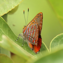 Hypochrysops apelles