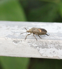 Megymenum brevicorne