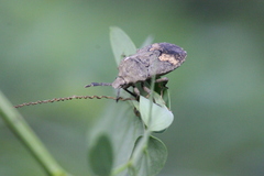 Megymenum brevicorne