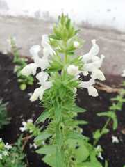 Stachys annua