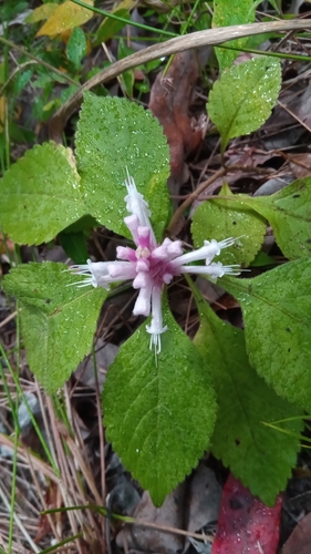 Achyrospermum fruticosum image