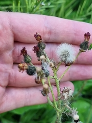 Pilosella aurantiaca