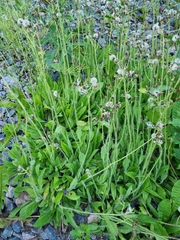 Pilosella aurantiaca