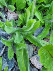 Pilosella aurantiaca