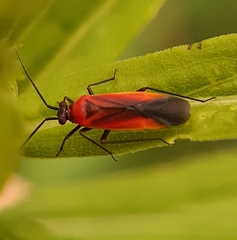 Lopidea instabilis