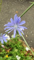 Cichorium intybus