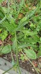 Cichorium intybus