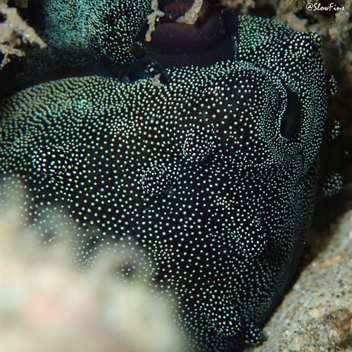 Cypraea talpa observed 2021-07-01